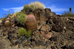A natural Cactus garden. There are Barrel Cactus, a Fishhook Cactus and a small Joshua Tree.